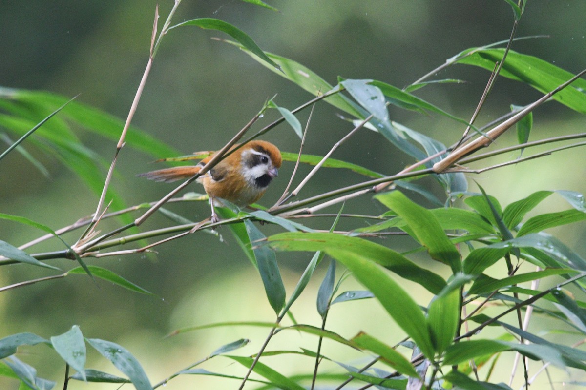 Black-throated Parrotbill (Black-eared) - ML618252181