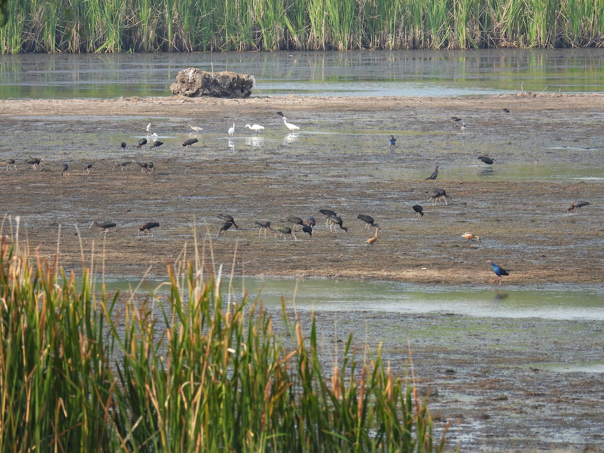 Glossy Ibis - ML618252182