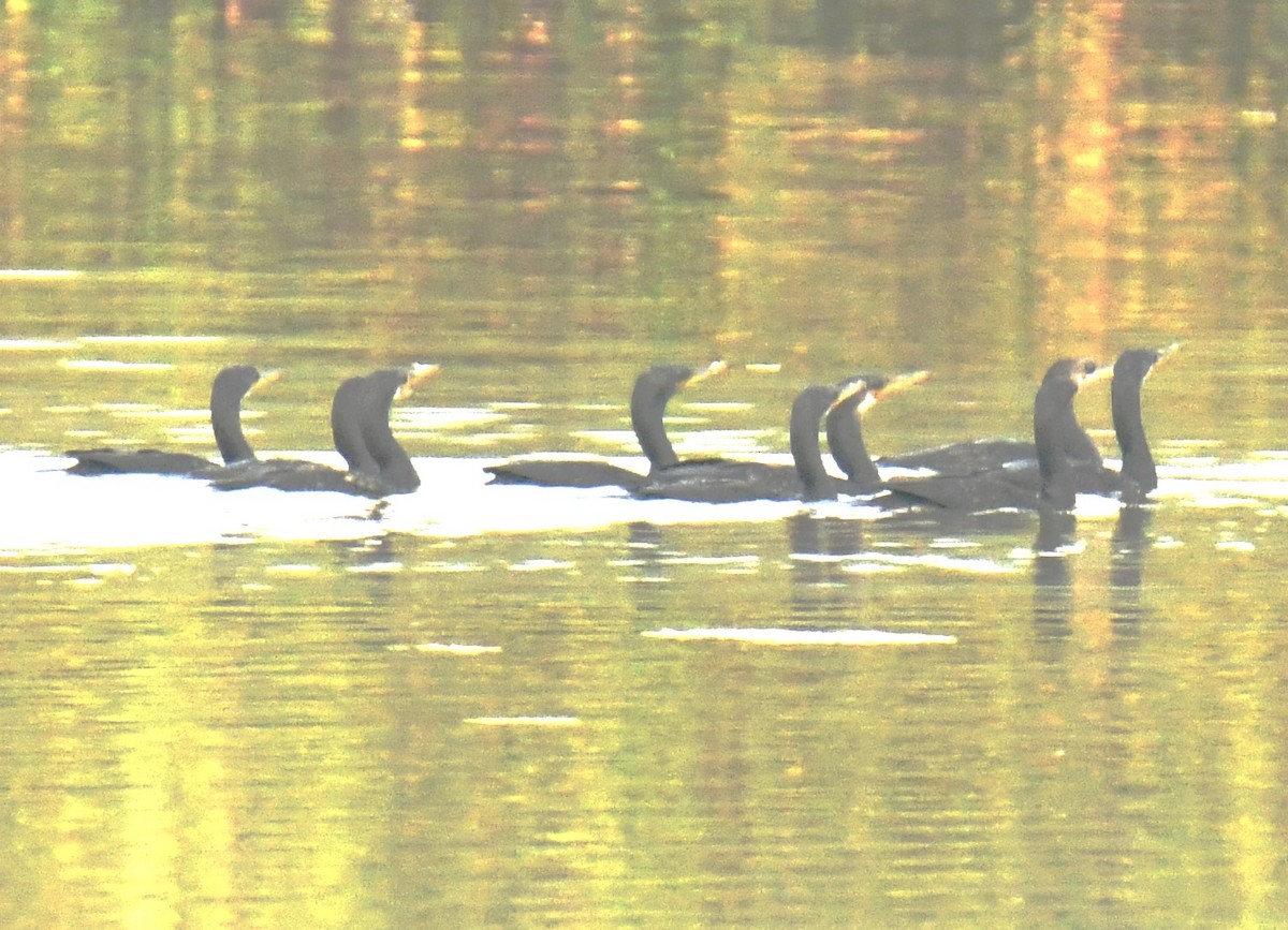 Cormoran à cou brun - ML618252187