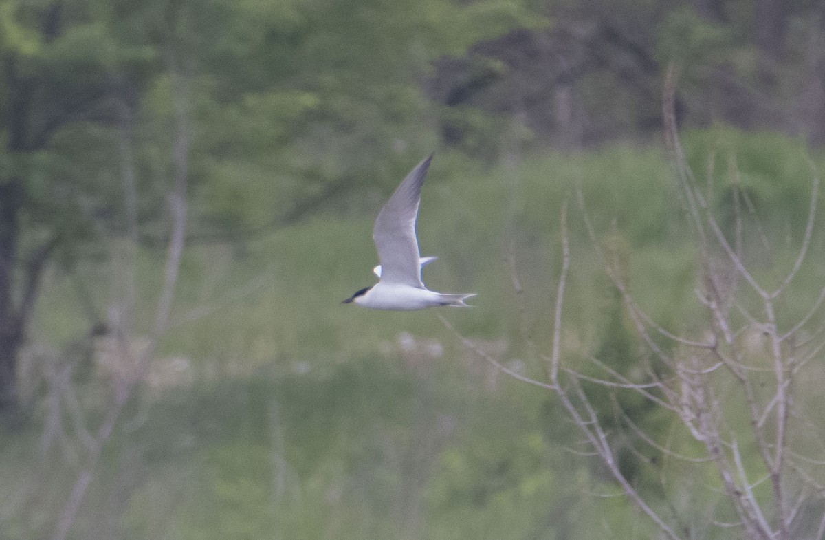 Gull-billed Tern - ML618252193