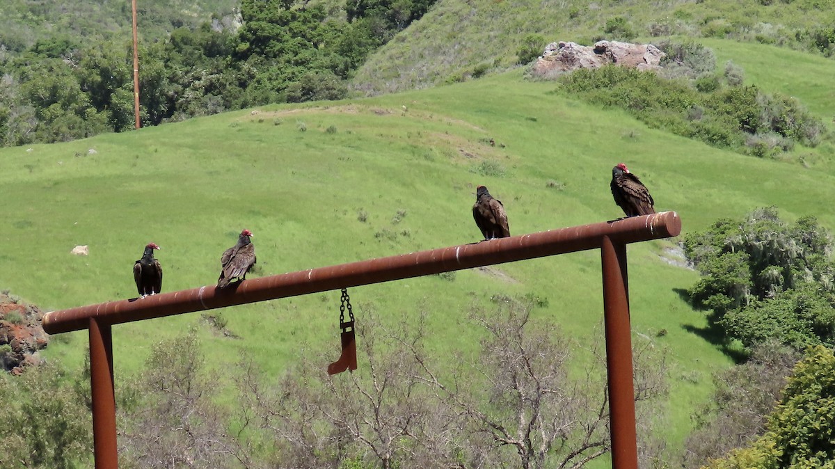 Turkey Vulture - Petra Clayton