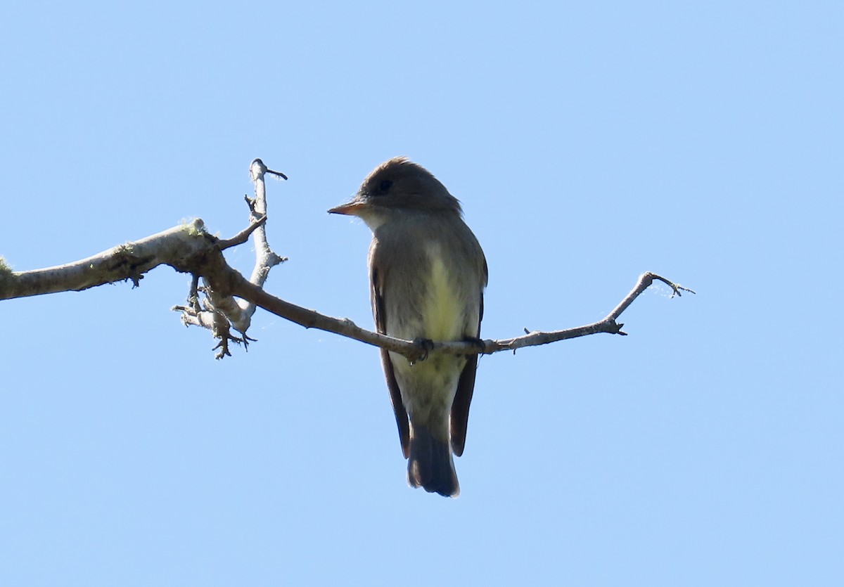 Western Wood-Pewee - Petra Clayton