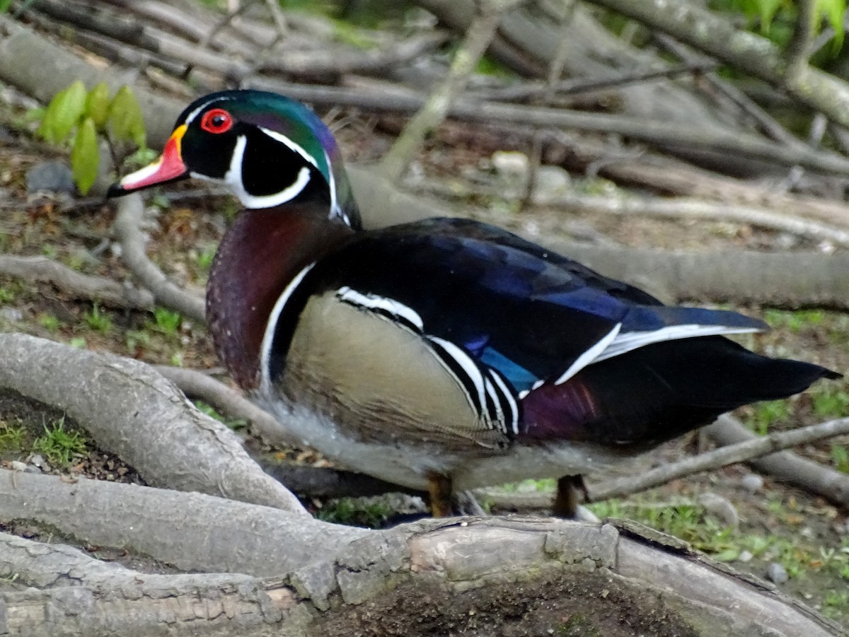 Wood Duck - ML618252204