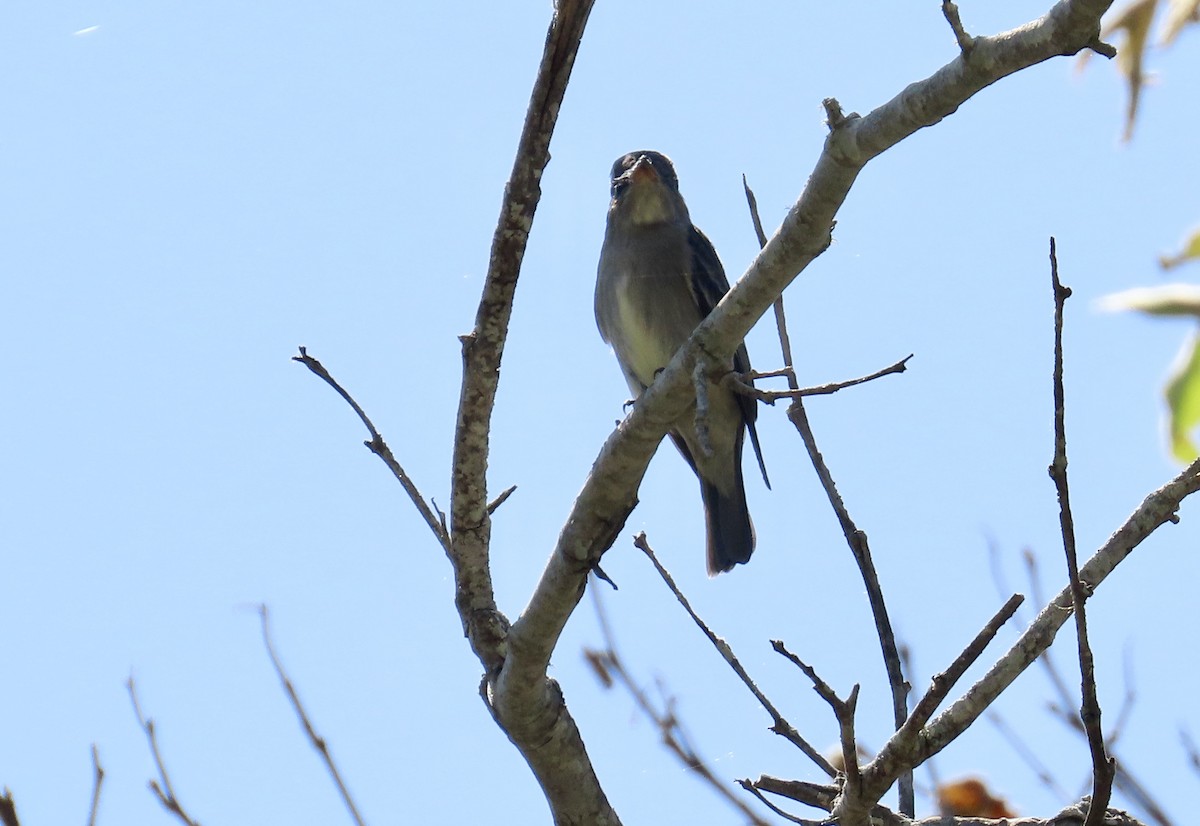 Western Wood-Pewee - Petra Clayton