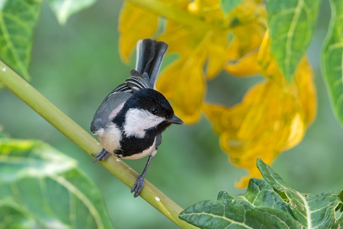 Cinereous Tit - ML618252215