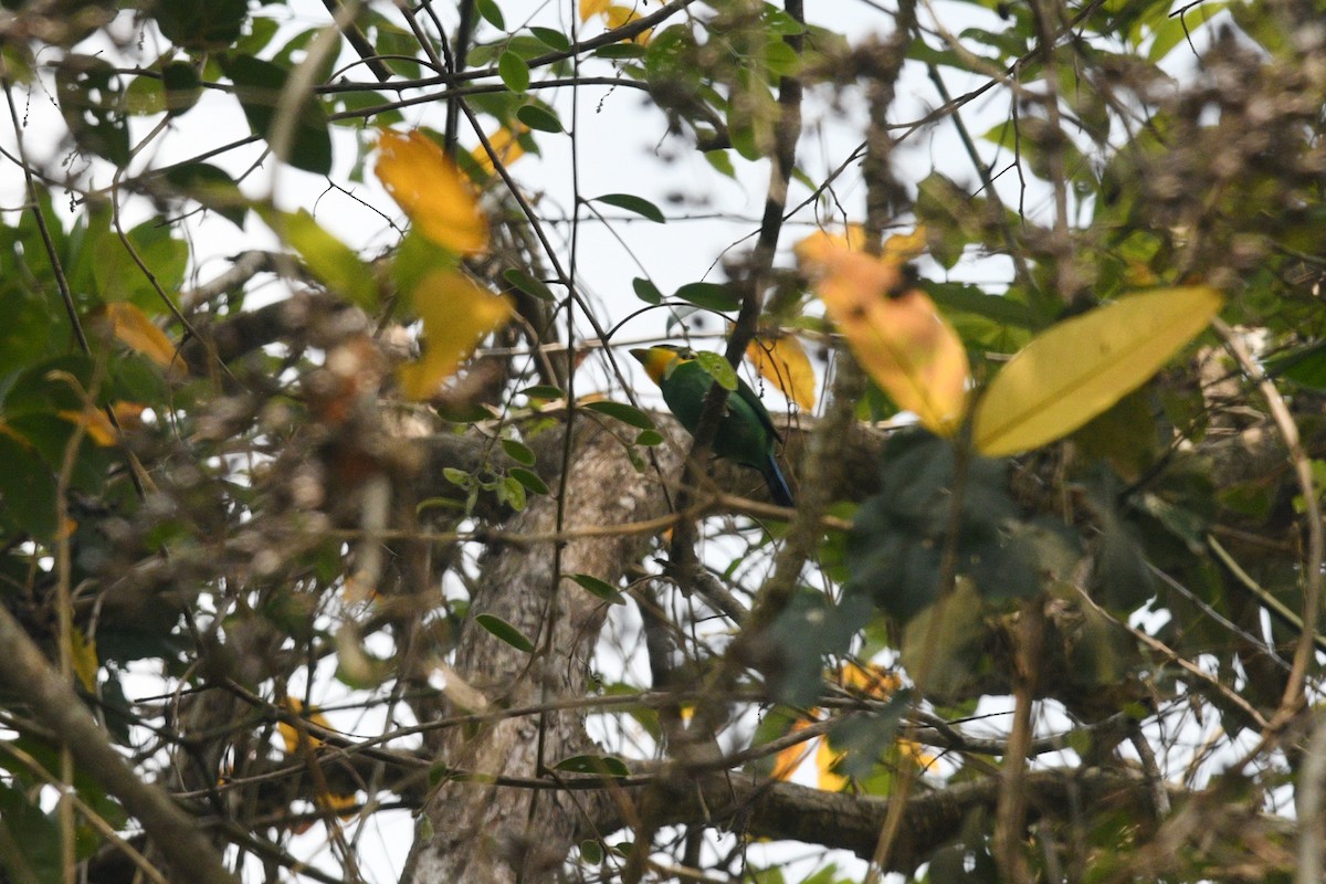 Long-tailed Broadbill - Nathan  Ruser