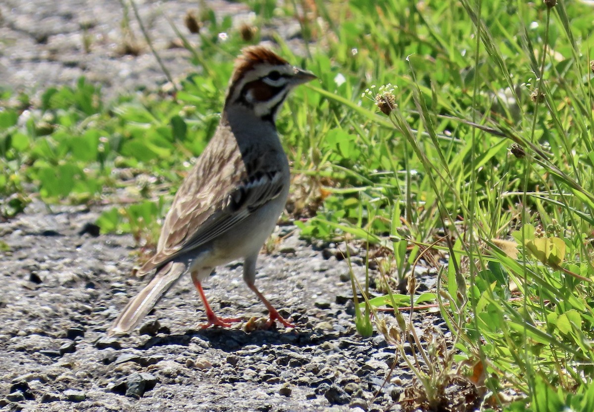 Lark Sparrow - Petra Clayton