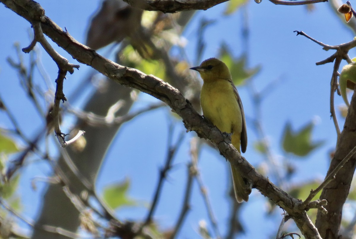 Hooded Oriole - Petra Clayton