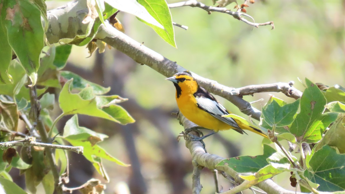 Bullock's Oriole - Petra Clayton