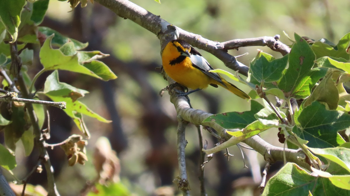 Bullock's Oriole - Petra Clayton