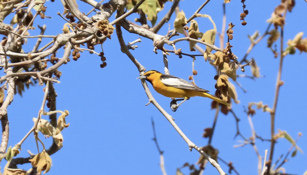 Bullock's Oriole - Petra Clayton