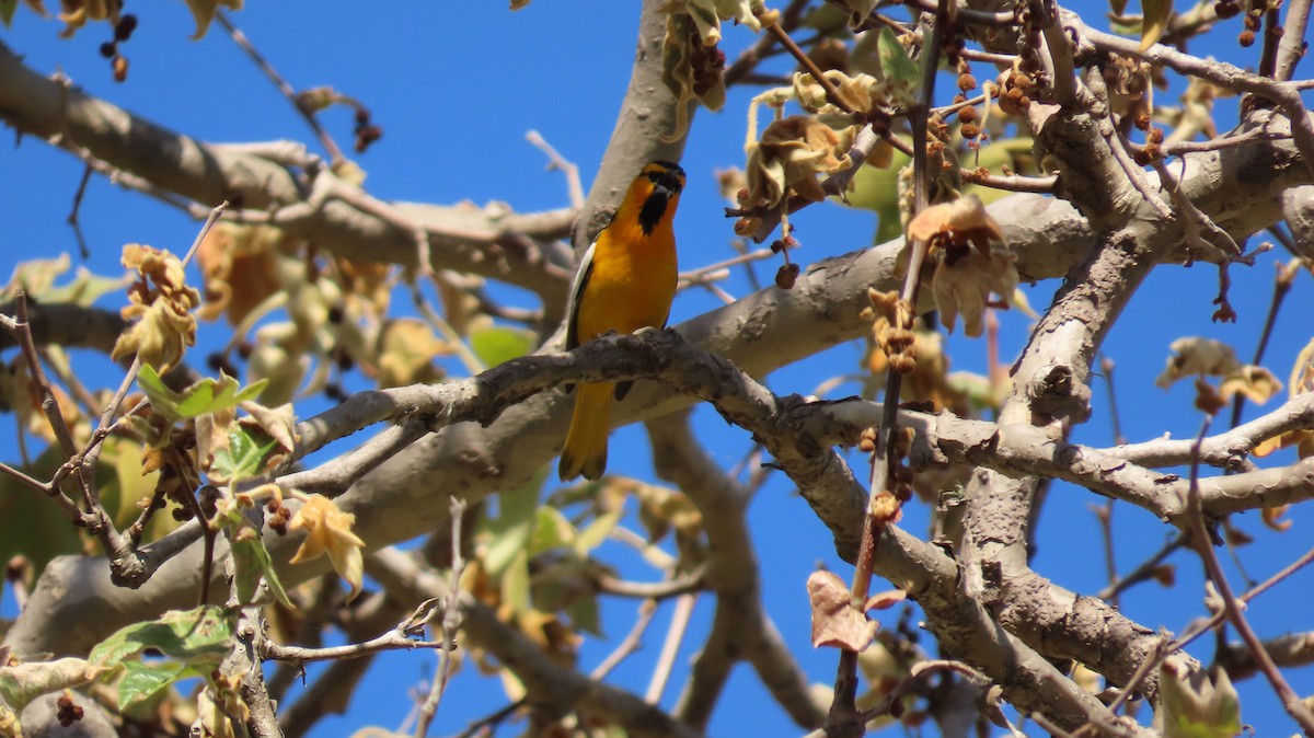 Bullock's Oriole - Petra Clayton