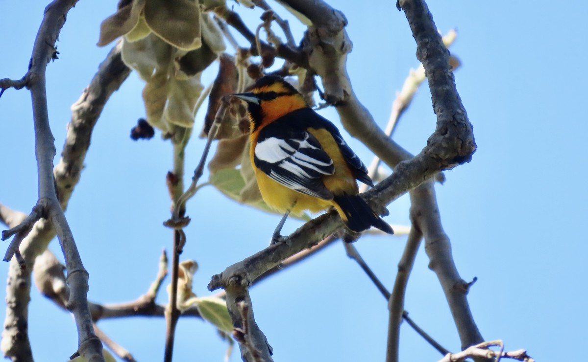 Bullock's Oriole - Petra Clayton