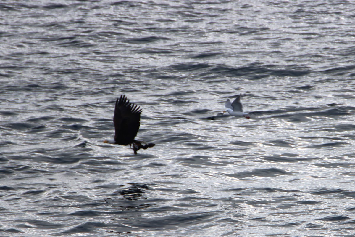 Bald Eagle - Daniel Donnecke