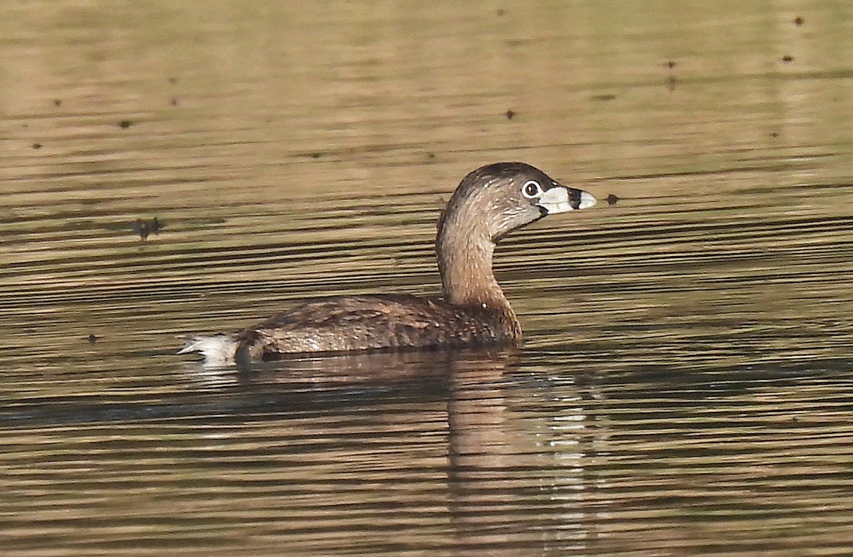 Pied-billed Grebe - ML618252268