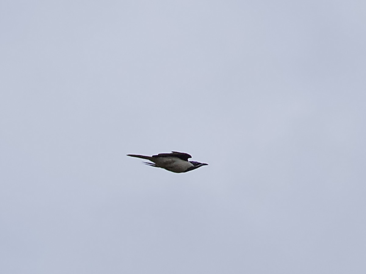 Blue-faced Honeyeater - Allan Johns