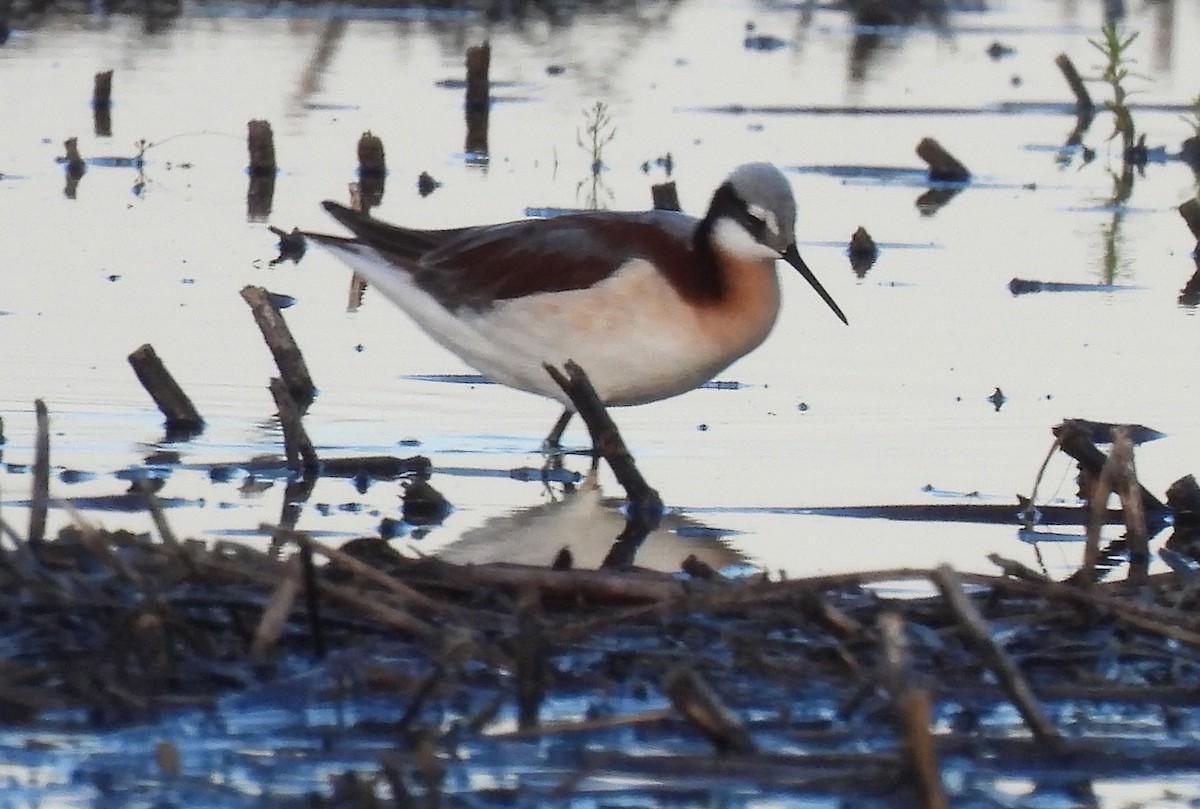 Wilson's Phalarope - ML618252272