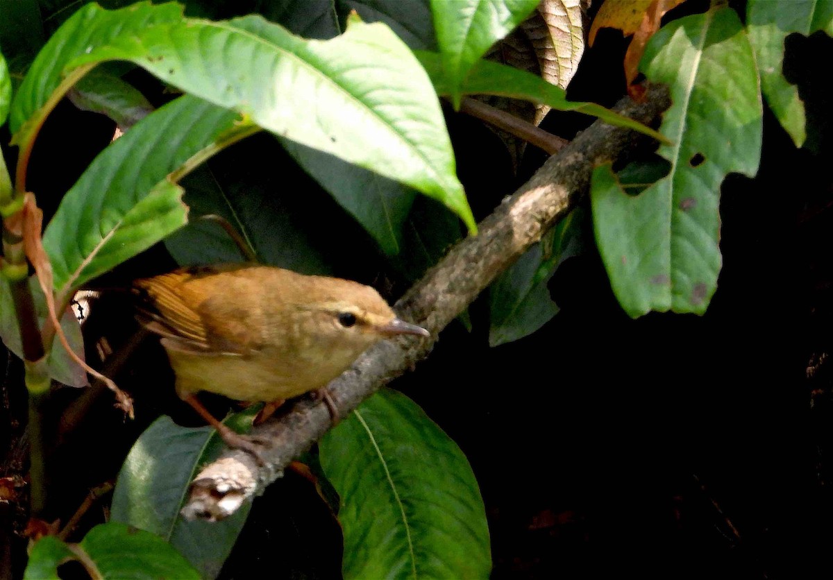 Brownish-flanked Bush Warbler - Beena Menon