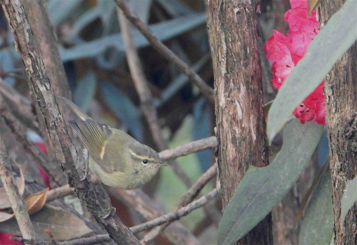 Buff-barred Warbler - ML618252277