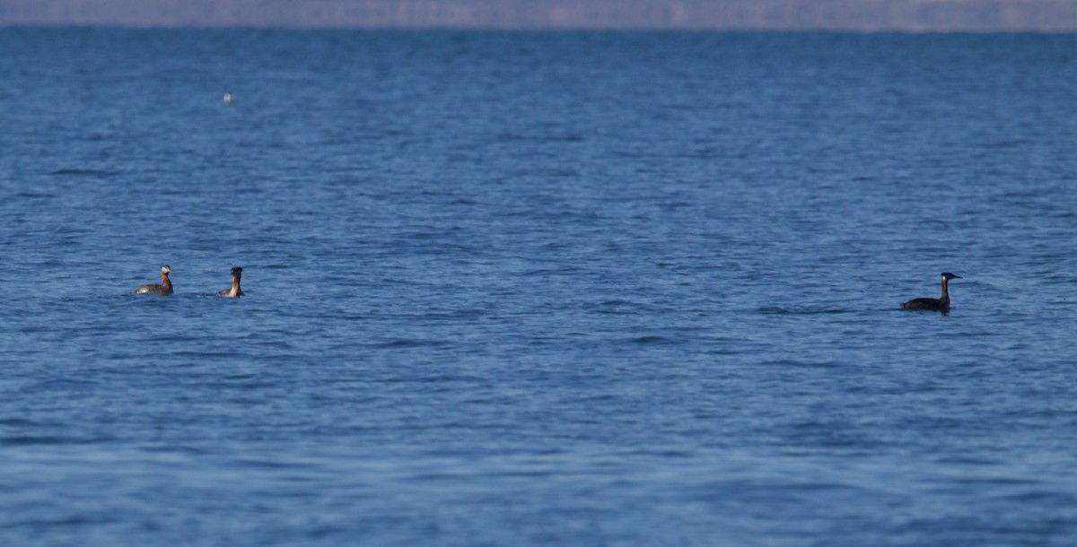 Red-necked Grebe - ned bohman