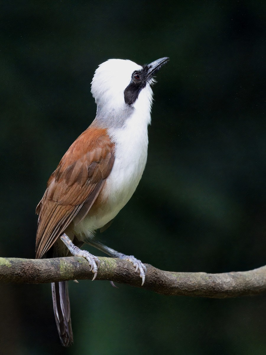 White-crested Laughingthrush - Evelyn Lee