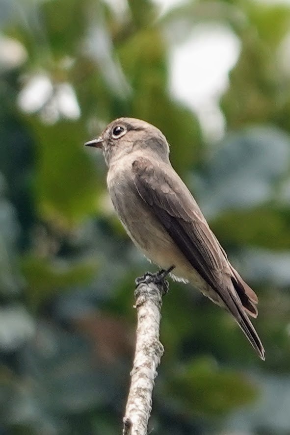 Dark-sided Flycatcher - ML618252352