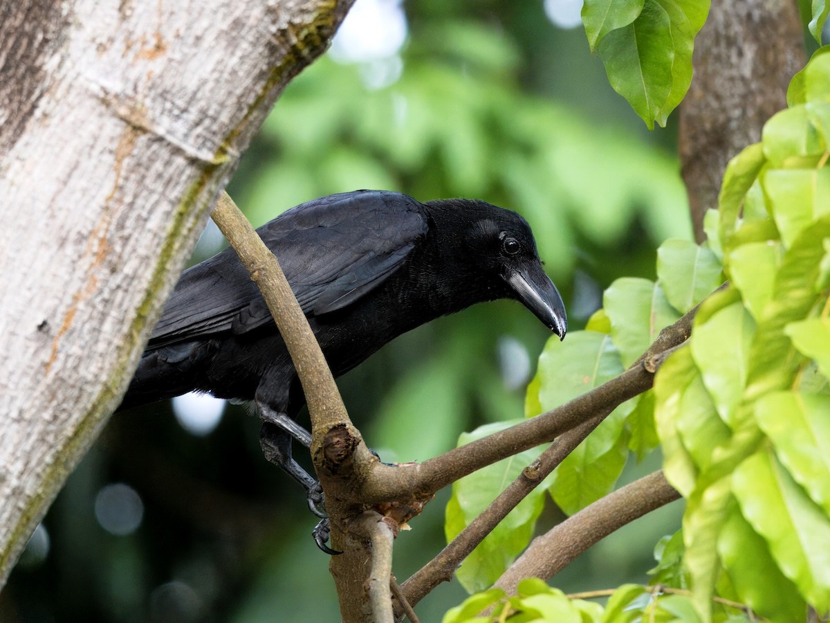 Large-billed Crow - Evelyn Lee