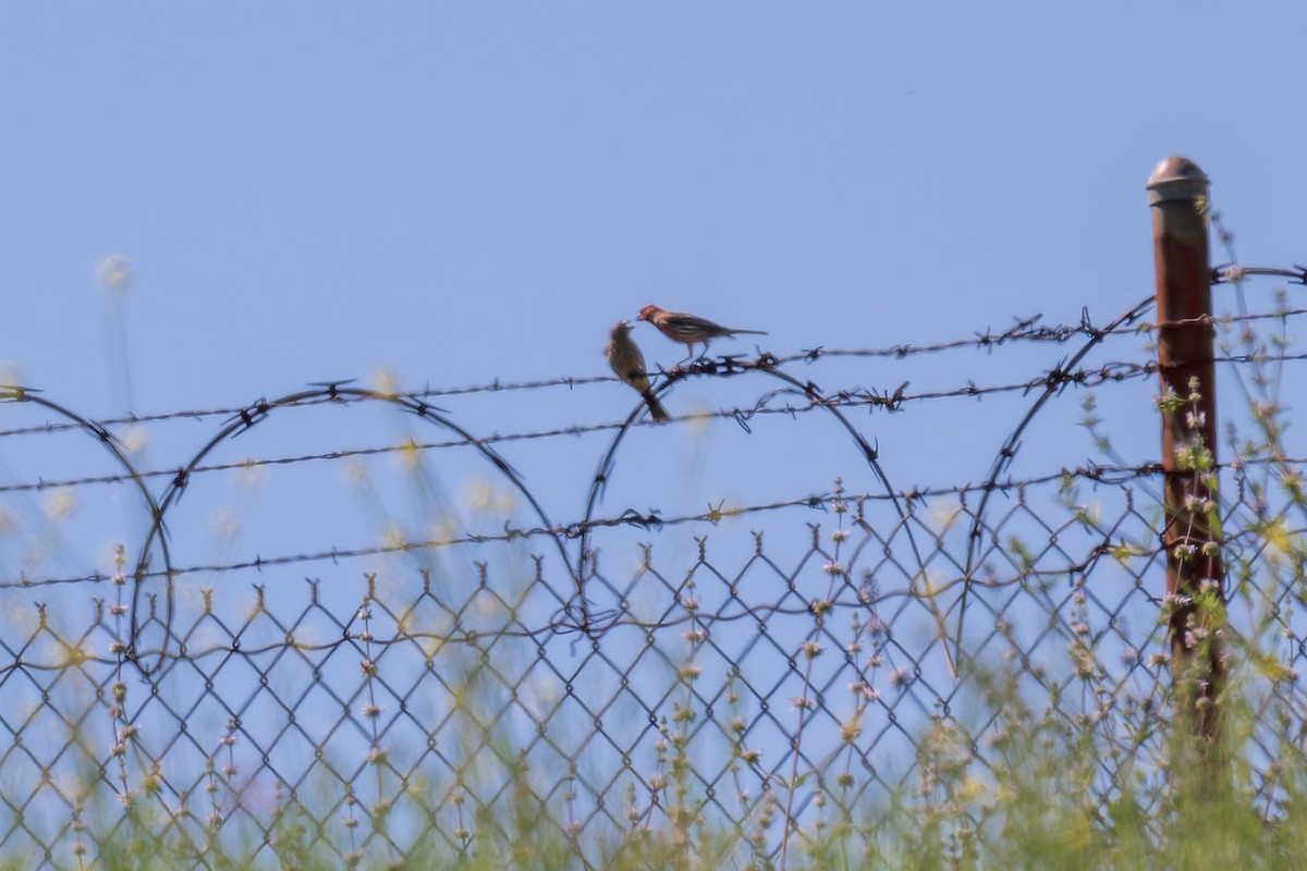 House Finch - Ruslan Balagansky