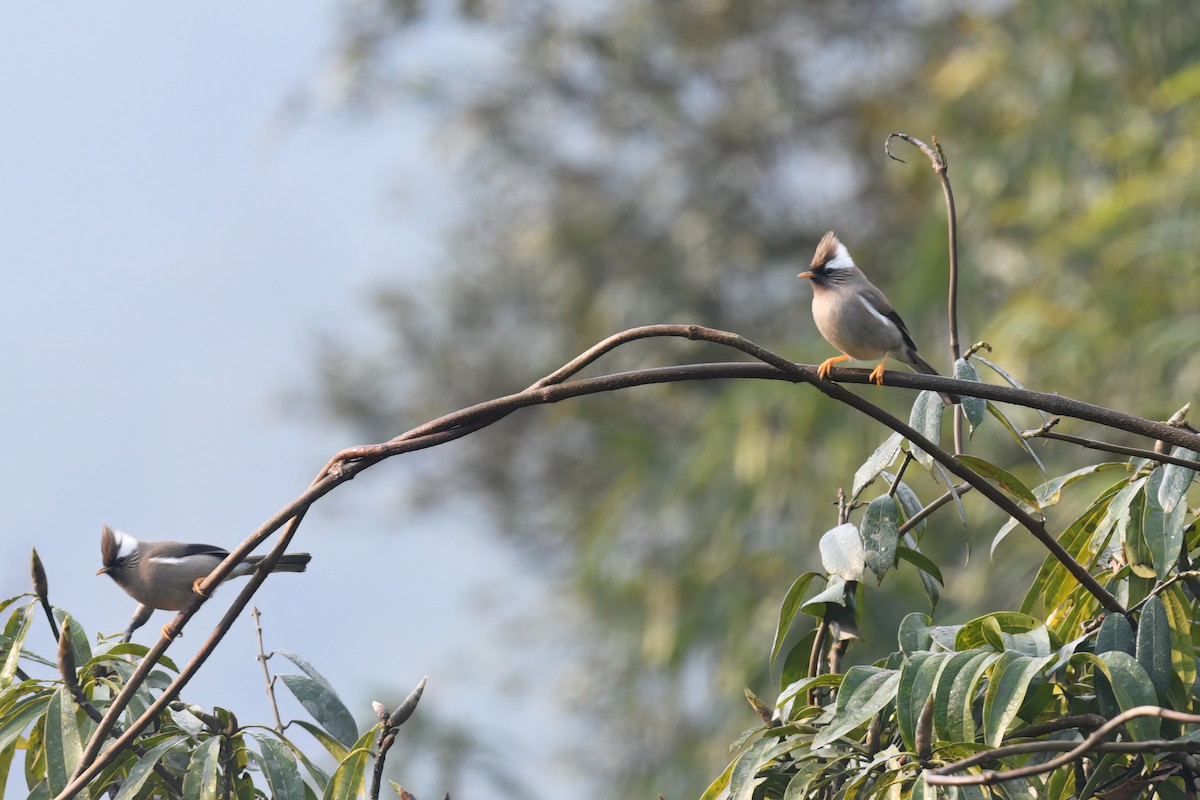 White-collared Yuhina - Nathan  Ruser