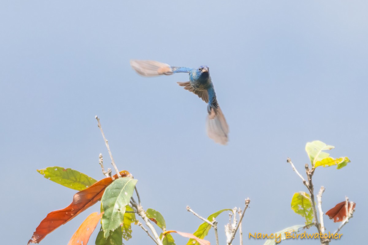 Indigo Bunting - Nancy Fernández