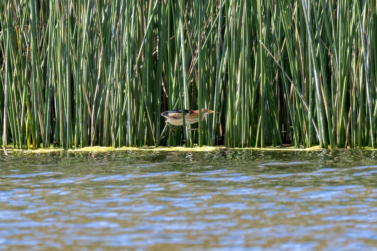 Least Bittern - Ruslan Balagansky