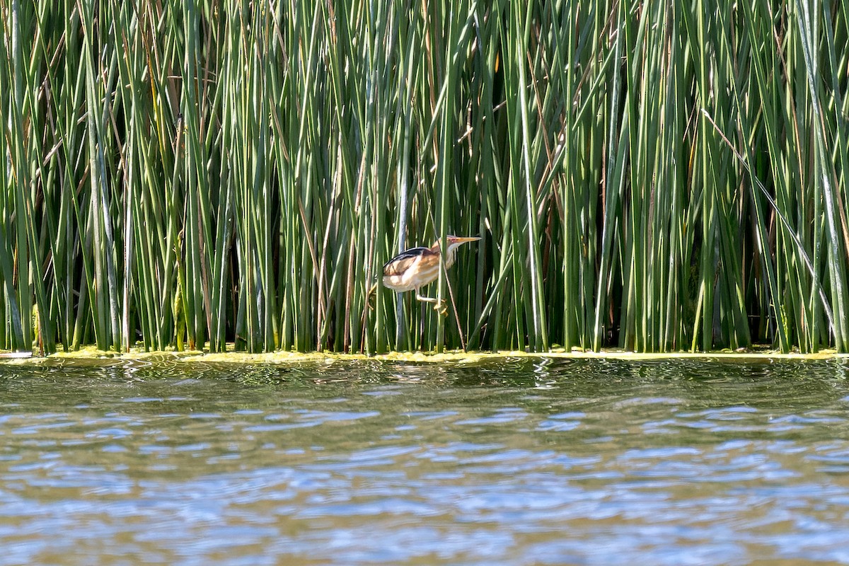 Least Bittern - Ruslan Balagansky