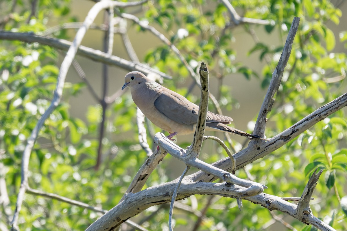 Mourning Dove - Ruslan Balagansky