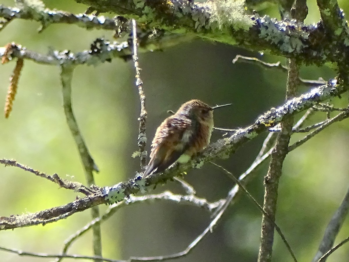 Calliope Hummingbird - ML618252405
