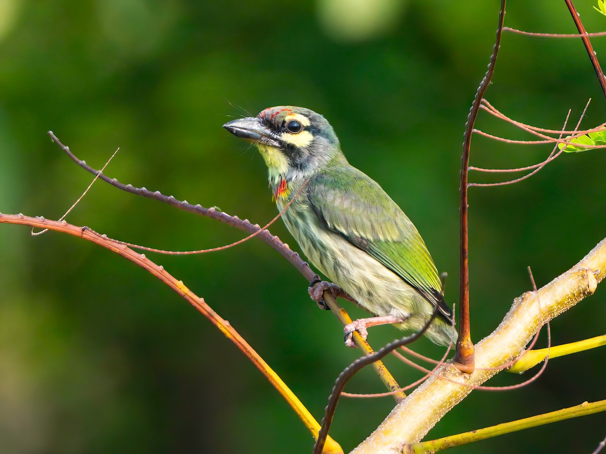 Coppersmith Barbet - Michael Sanders