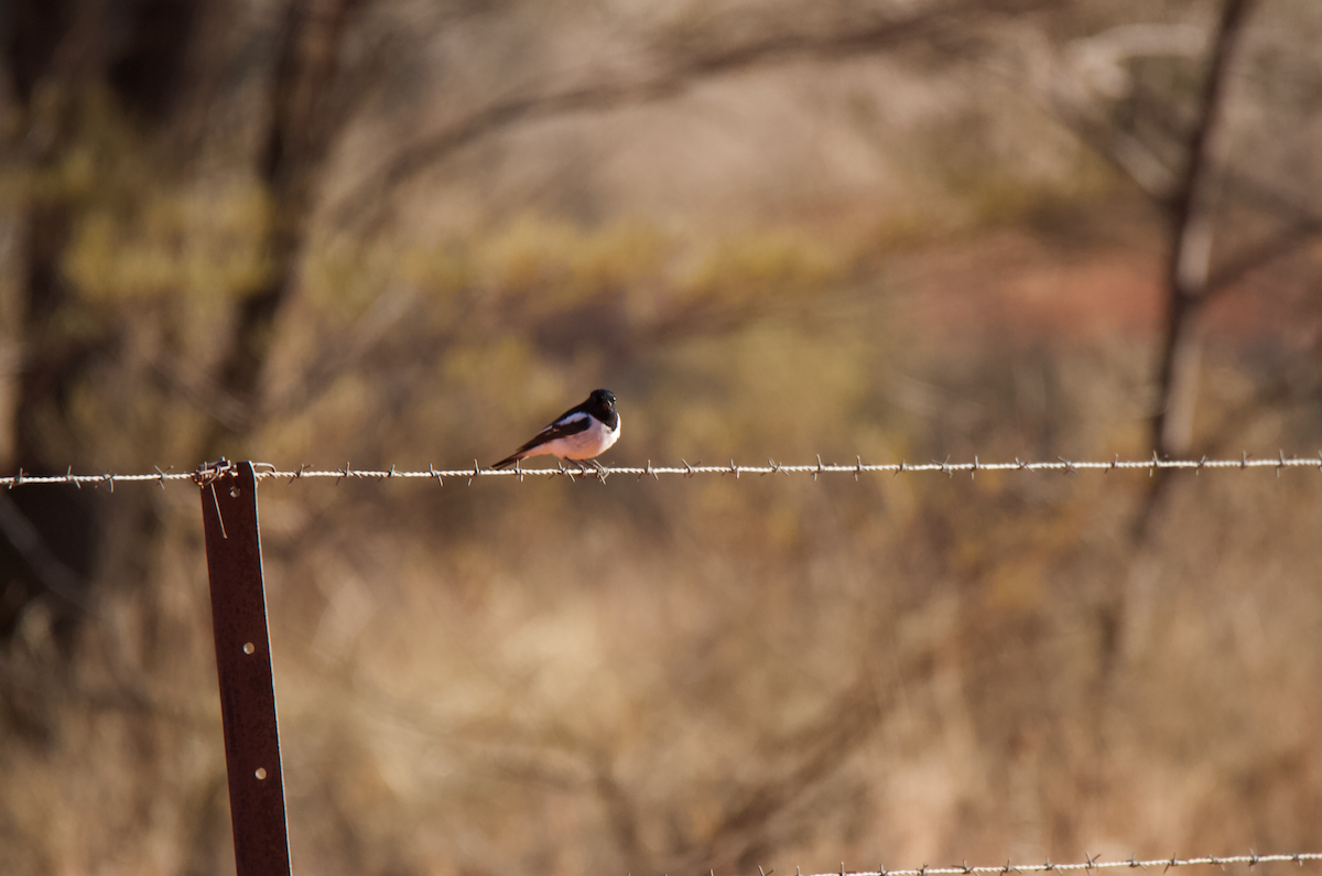 Hooded Robin - Matty Doyle