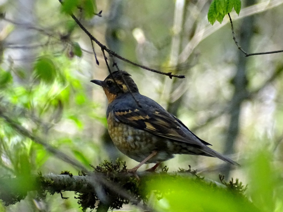 Varied Thrush - Paul Foth