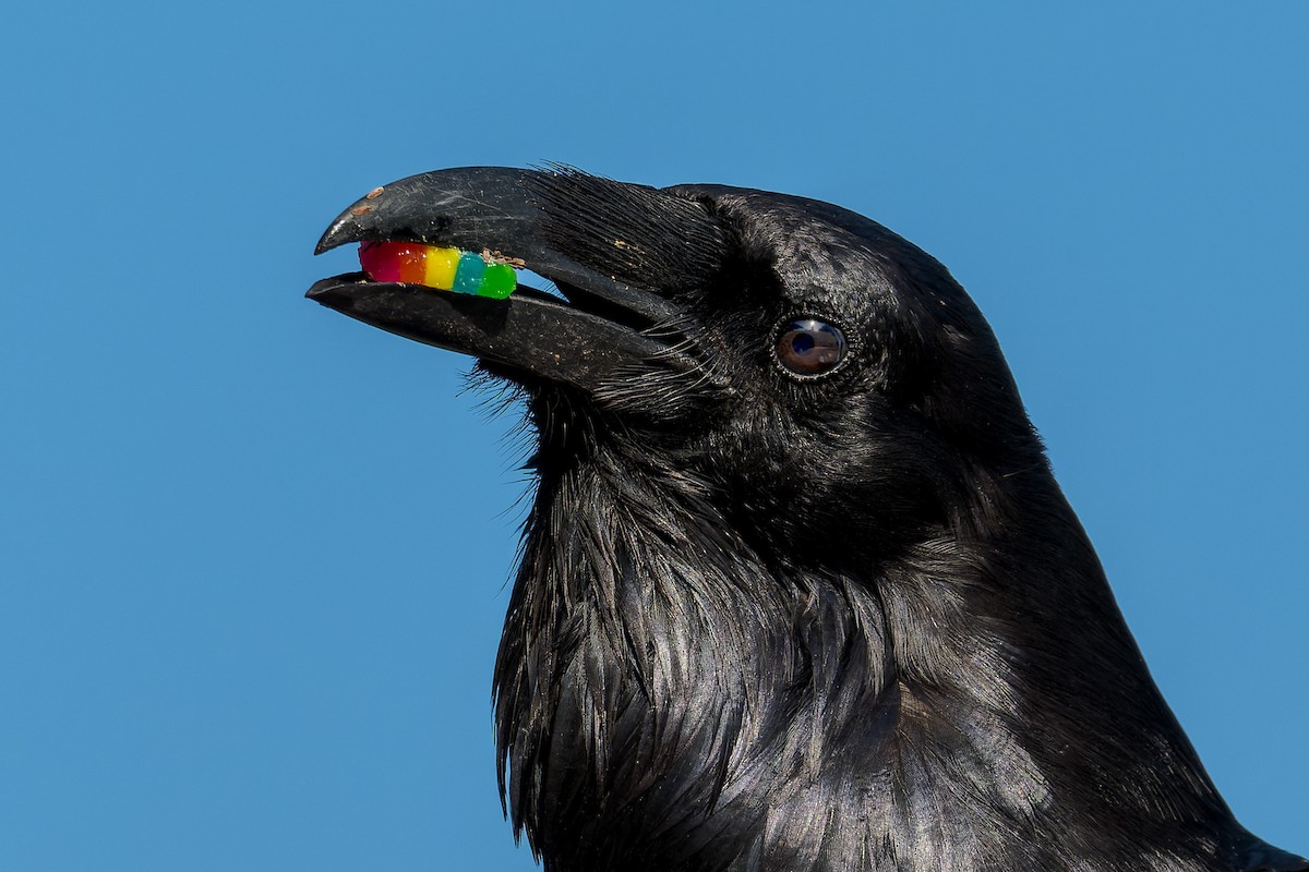 Common Raven - ML618252515