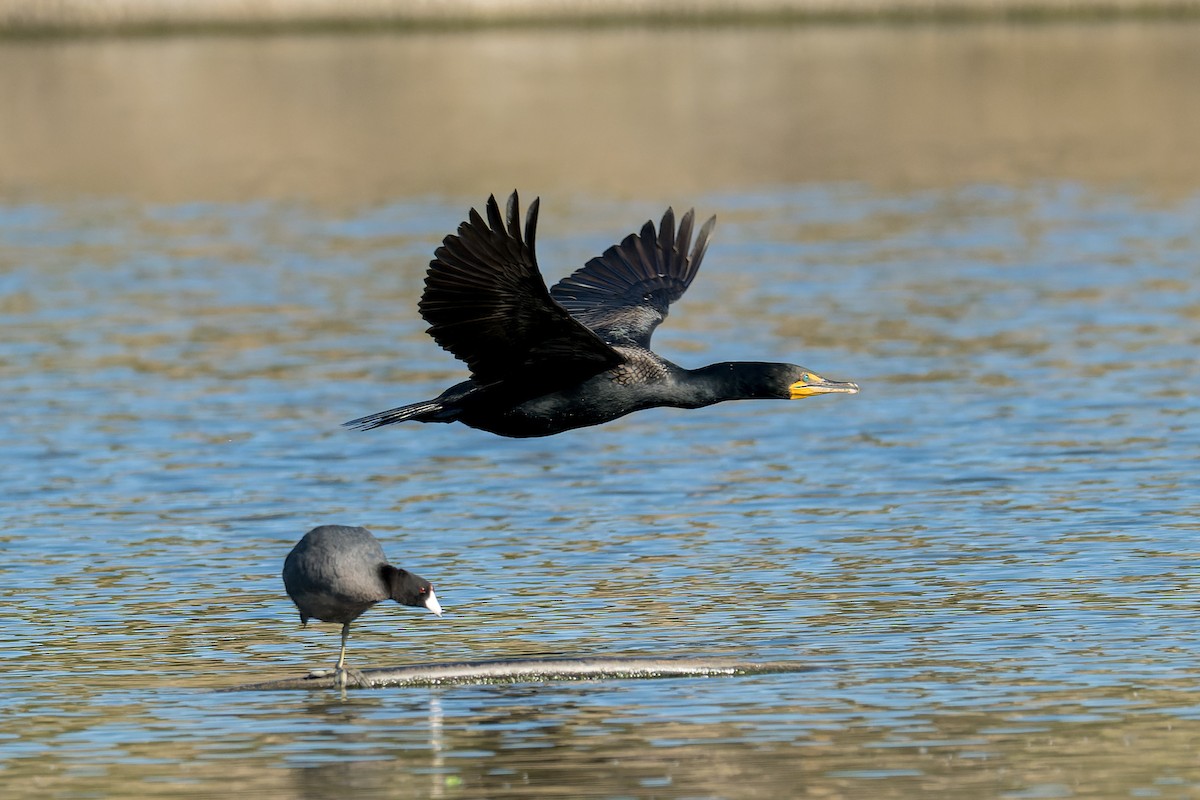 Double-crested Cormorant - Ruslan Balagansky