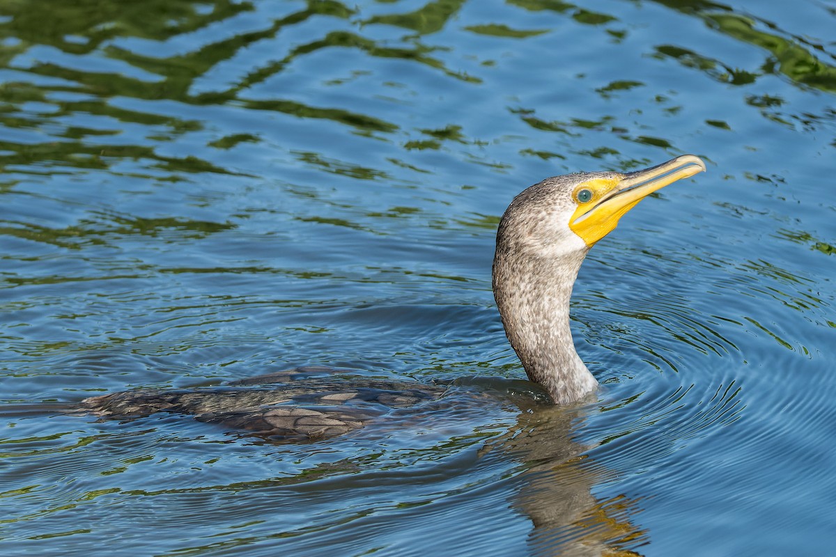 Double-crested Cormorant - Ruslan Balagansky