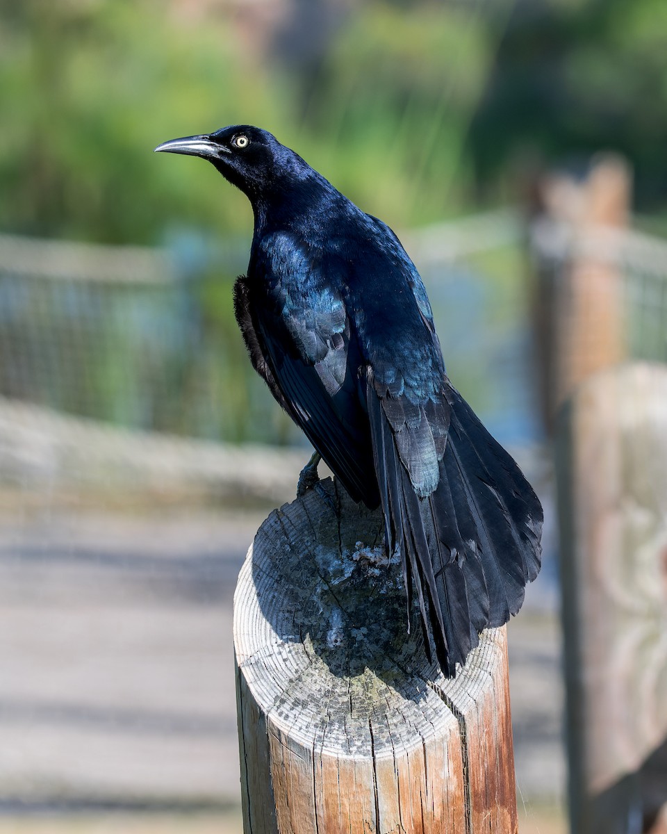 Great-tailed Grackle - Ruslan Balagansky