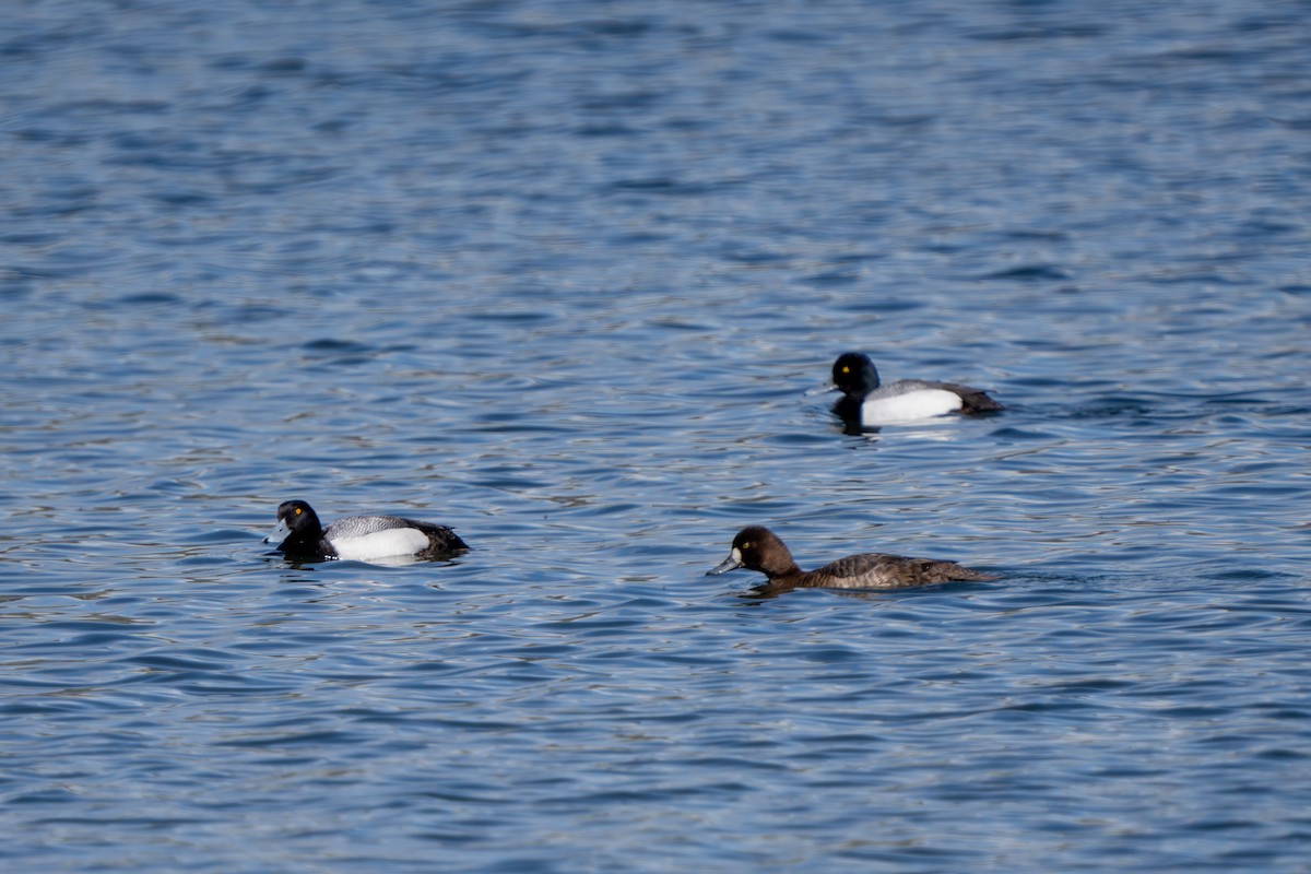 Lesser Scaup - Robert Raker