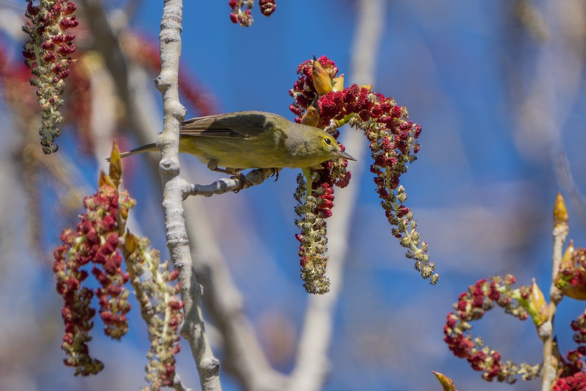 Orange-crowned Warbler - Robert Raker