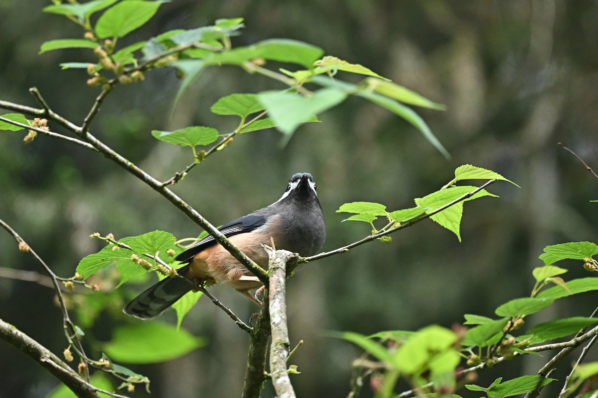 White-eared Sibia - ML618252578