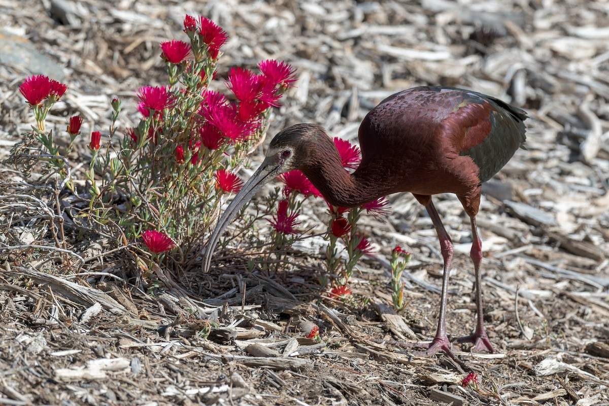 Ibis à face blanche - ML618252638