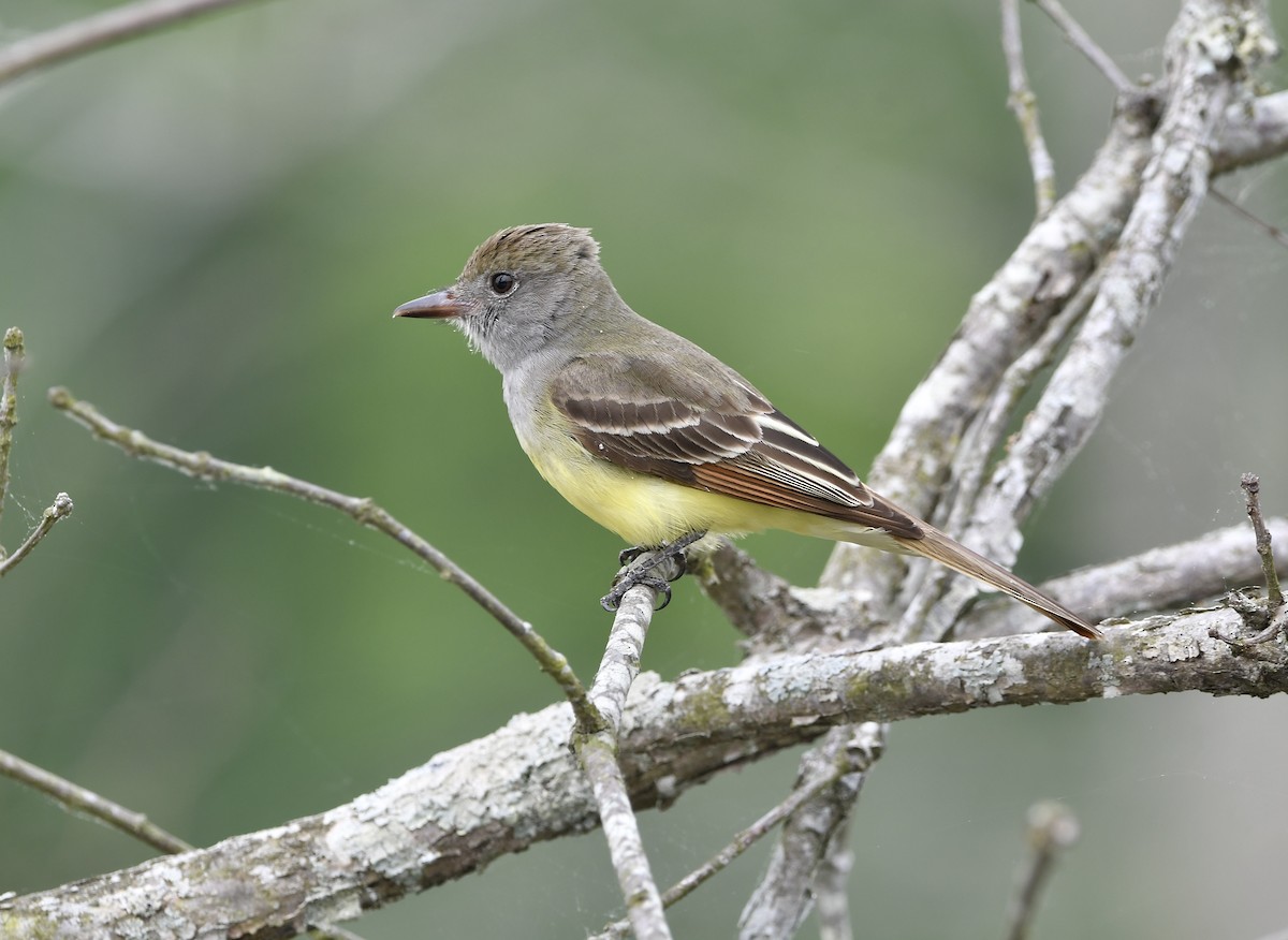 Great Crested Flycatcher - ML618252641