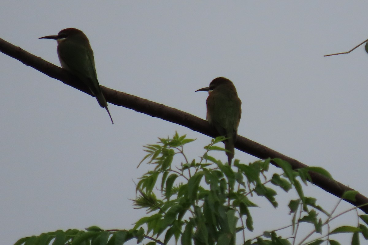 Madagascar Bee-eater - ML618252647