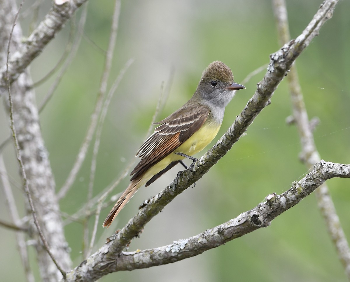 Great Crested Flycatcher - ML618252690