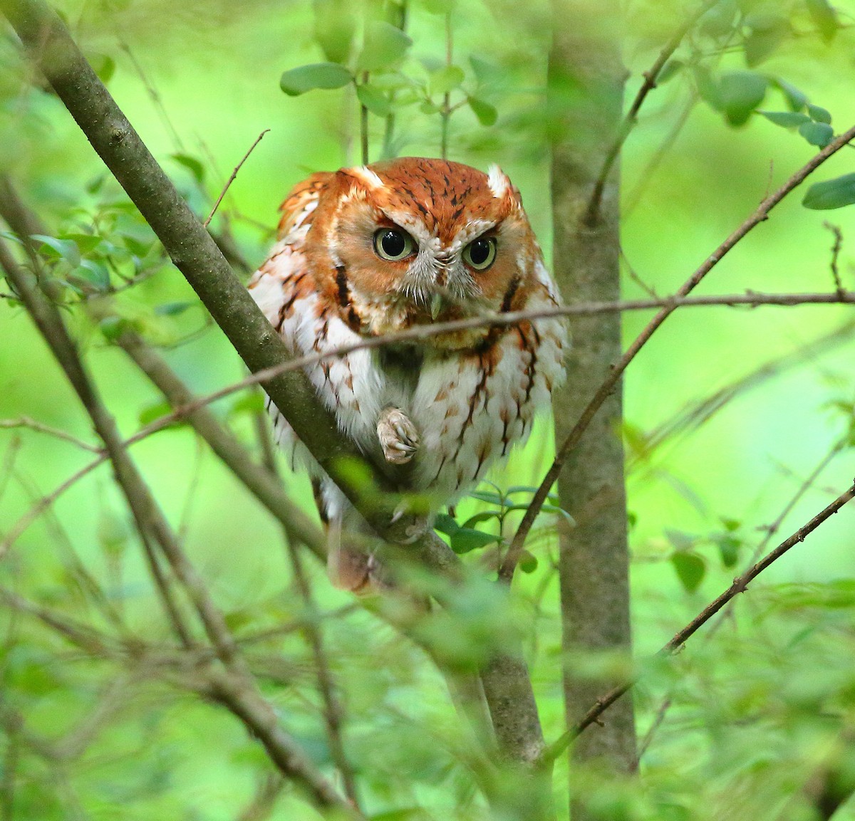 Eastern Screech-Owl - Bala Chennupati