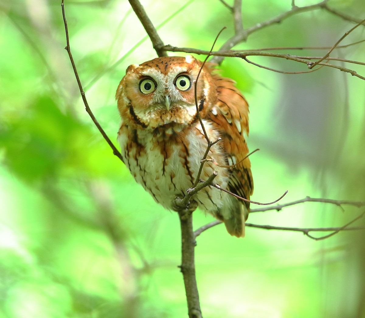 Eastern Screech-Owl - Bala Chennupati